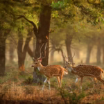 Top 10 Wildlife Safari Destinations in India