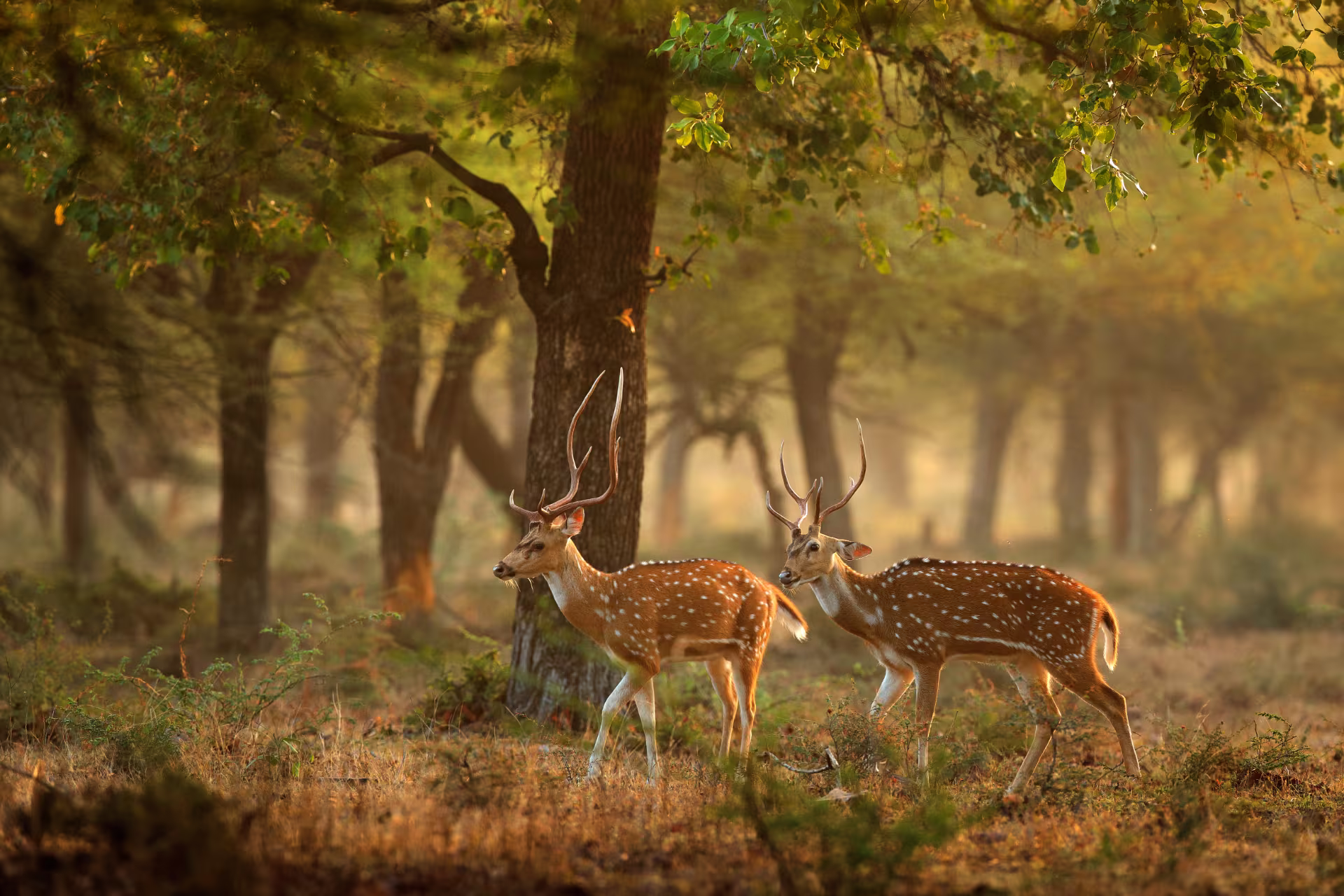 Top 10 Wildlife Safari Destinations in India
