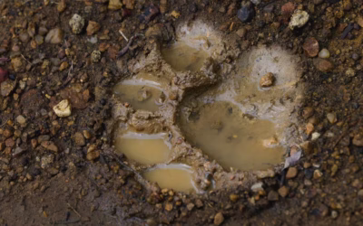 Tiger Tracking: How to Read Pugmarks & Decode Alarm Calls